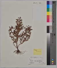 Rotala ramosior image