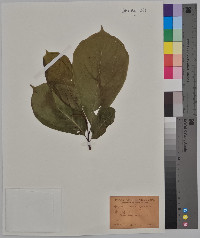 Magnolia soulangeana image