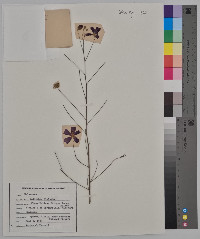 Callirhoe digitata image