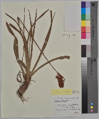 Amianthium muscitoxicum image