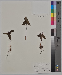 Trillium sessile image