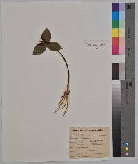 Trillium sessile image