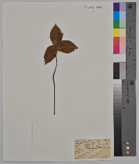 Trillium sessile image