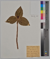 Trillium viride image