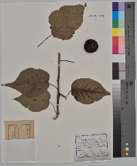 Maclura pomifera image