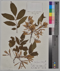 Fraxinus viridis image