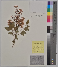 Syringa x chinensis image