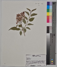 Syringa vulgaris image