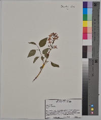 Syringa vulgaris image