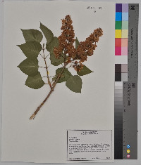 Syringa vulgaris image