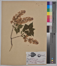 Syringa vulgaris image