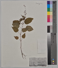 Circaea canadensis image