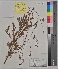 Oenothera gaura image