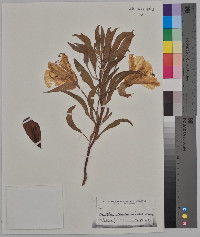 Oenothera macrocarpa image