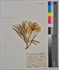 Oenothera macrocarpa image