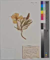 Oenothera macrocarpa image