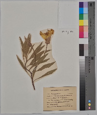 Oenothera macrocarpa image