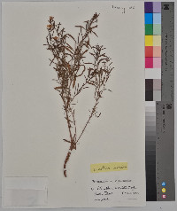 Oenothera serrulata image