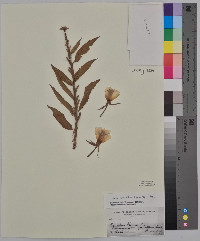 Oenothera villosa image