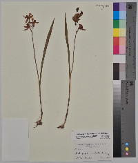 Calopogon oklahomensis image