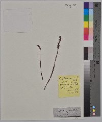 Corallorhiza trifida image