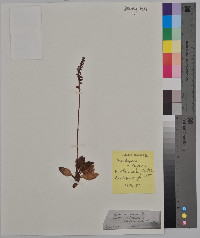 Goodyera repens image