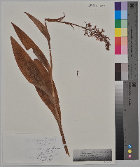 Habenaria fimbriata image