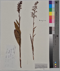 Platanthera lacera image