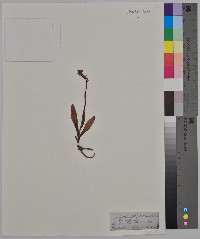 Sarcoglottis schaffneri image