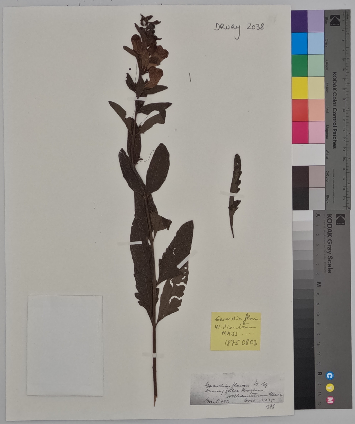 Aureolaria flava var. flava image