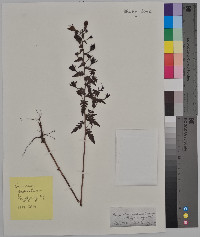 Aureolaria pedicularia image