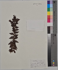 Aureolaria pedicularia image