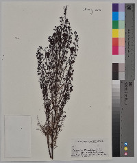 Agalinis tenuifolia var. macrophylla image
