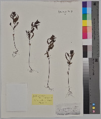 Melampyrum americanum image