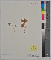 Oxalis acetosella image