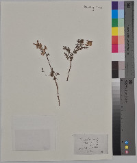 Corydalis aurea image