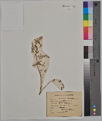 Corydalis aurea image