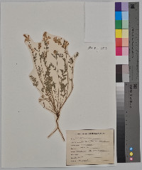 Corydalis aurea image