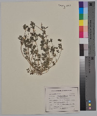 Corydalis flavula image