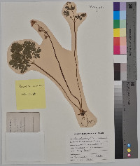 Dicentra cucullaria image