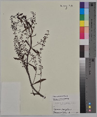 Veronica catenata image