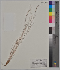 Aristida dichotoma image