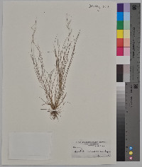 Aristida ramosissima image