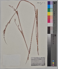 Schizachyrium scoparium var. scoparium image