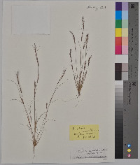 Aristida dichotoma image