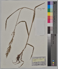 Bromus racemosus image