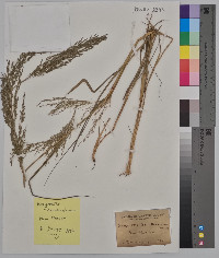 Eragrostis mexicana image