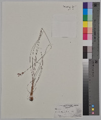 Fimbristylis annua image