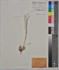 Muhlenbergia torreyi image