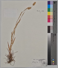 Phalaris canariensis image